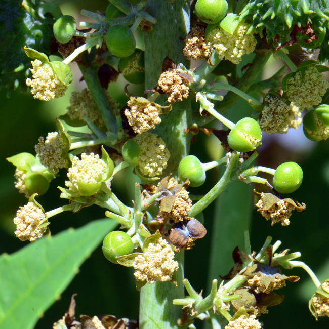 Castorbean may bloom year around or from June to November in cooler climates. Ricinus communis